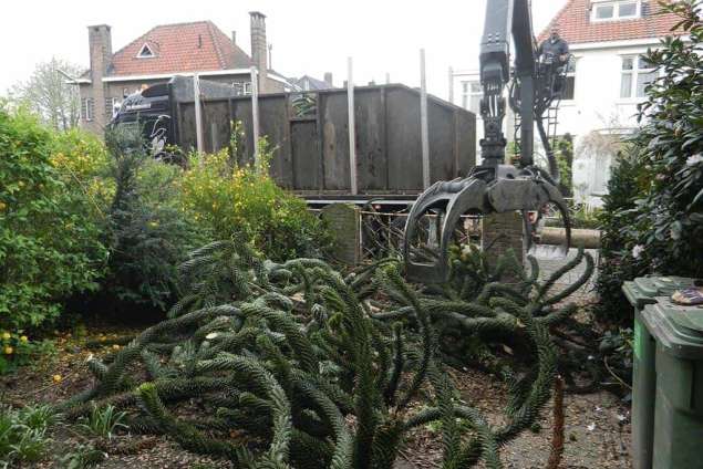 bomen kappen bomen opruimen in belgie bomen verwijderen Roeselare Pittem Lissewege  Londerzeel rooien en kappen van bomen inlandse eik amrikaanse eik gleditsia naaldconifeer dennenbomen